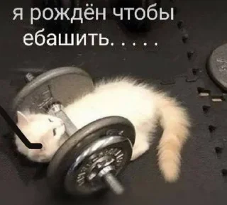 🌟 emoji катятке Telegram sticker 8 of 44