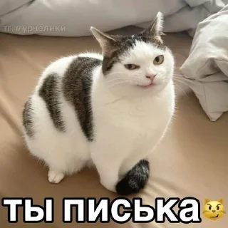 🌟 emoji катятке Telegram sticker 15 of 44