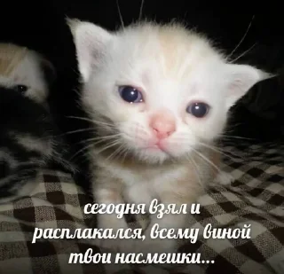 🌟 emoji катятке Telegram sticker 23 of 44