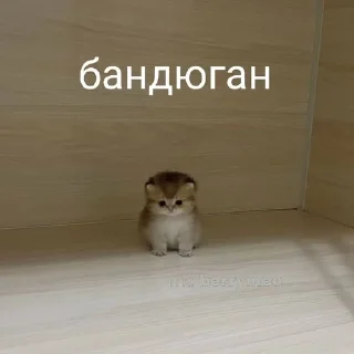 🌟 emoji катятке Telegram sticker 6 of 44