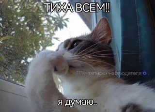 🌟 emoji катятке Telegram sticker 11 of 44