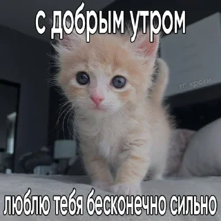 🌟 emoji катятке Telegram sticker 21 of 44