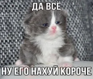 🌟 emoji катятке Telegram sticker 13 of 44