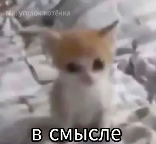 🌟 emoji катятке Telegram sticker 10 of 44