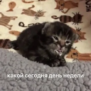 🌟 emoji катятке Telegram sticker 24 of 44