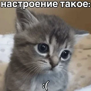 🌟 emoji катятке Telegram sticker 18 of 44