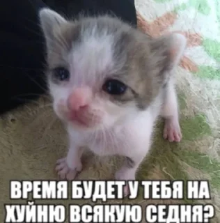 🌟 emoji катятке Telegram sticker 3 of 44
