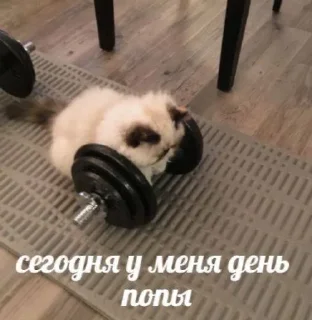 🌟 emoji катятке Telegram sticker 7 of 44