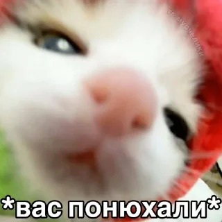 🌟 emoji катятке Telegram sticker 19 of 44