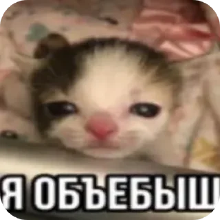 Sticker from Для ебланчиков)➡️ @Ctikerubot