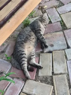 Sticker from Котик спит не путать с СПИД