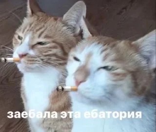 🙄 emoji сумасшедший дом Telegram sticker 8 of 120