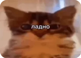 Sticker from Понос негра