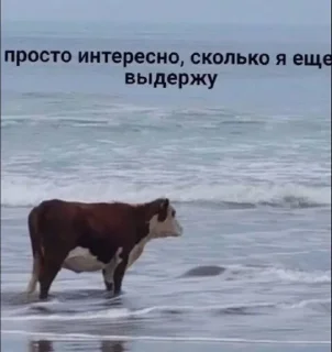 😩 emoji сумасшедший дом Telegram sticker 9 of 120
