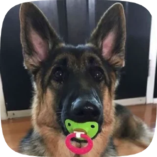 🥺 emoji Шабаки овчаркосенберные Telegram sticker 10 of 120
