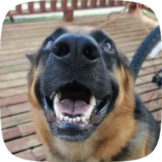 😊 emoji Шабаки овчаркосенберные Telegram sticker 19 of 120