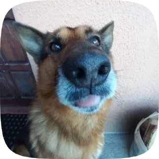 😛 emoji Шабаки овчаркосенберные Telegram sticker 11 of 120