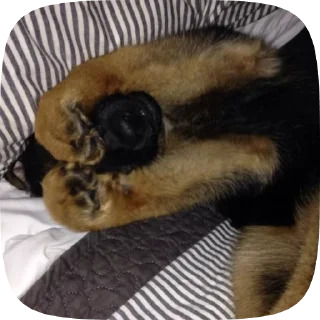 😊 emoji Шабаки овчаркосенберные Telegram sticker 14 of 120