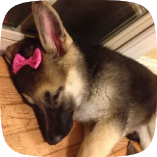 ☹️ emoji Шабаки овчаркосенберные Telegram sticker 21 of 120