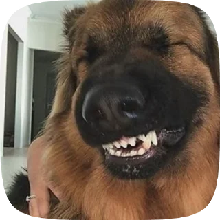 😈 emoji Шабаки овчаркосенберные Telegram sticker 15 of 120