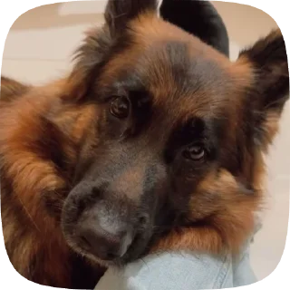 🥺 emoji Шабаки овчаркосенберные Telegram sticker 16 of 120