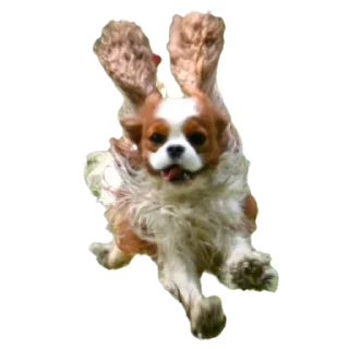 🐶 emoji Шеллики кинг-чарльз-спаниель Telegram sticker 24 of 120