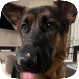 👃 emoji Шабаки овчаркосенберные Telegram sticker 24 of 120