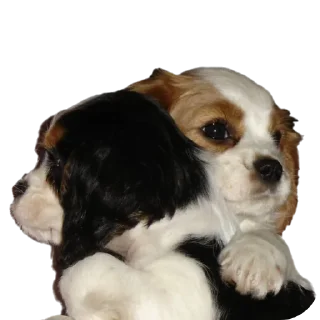 😘 emoji Шеллики кинг-чарльз-спаниель Telegram sticker 8 of 120