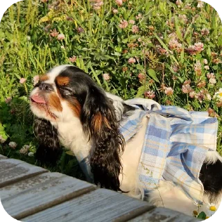 😊 emoji Шеллики кинг-чарльз-спаниель Telegram sticker 9 of 120