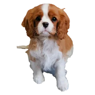 👶 emoji Шеллики кинг-чарльз-спаниель Telegram sticker 12 of 120