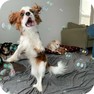 🤪 emoji Шеллики кинг-чарльз-спаниель Telegram sticker 18 of 120