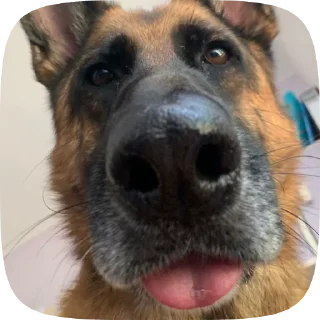 😊 emoji Шабаки овчаркосенберные Telegram sticker 12 of 120