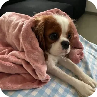 🐶 emoji Шеллики кинг-чарльз-спаниель Telegram sticker 6 of 120