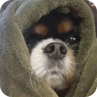🐶 emoji Шеллики кинг-чарльз-спаниель Telegram sticker 14 of 120