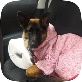 ☹️ emoji Шабаки овчаркосенберные Telegram sticker 22 of 120