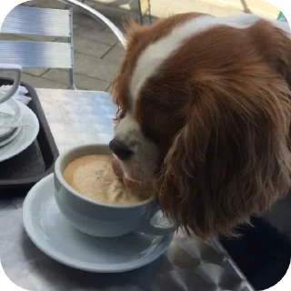 🐶 emoji Шеллики кинг-чарльз-спаниель Telegram sticker 16 of 120