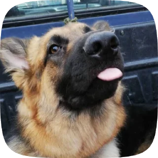 😝 emoji Шабаки овчаркосенберные Telegram sticker 13 of 120