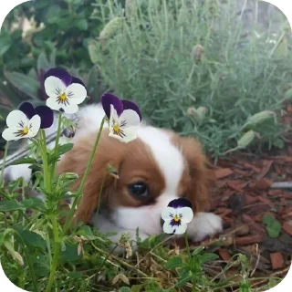 🐶 emoji Шеллики кинг-чарльз-спаниель Telegram sticker 7 of 120