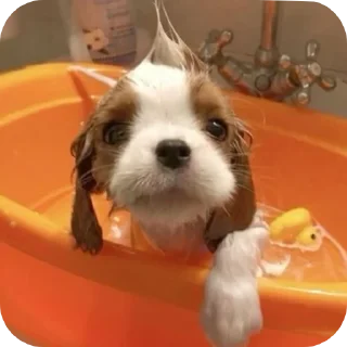 🌊 emoji Шеллики кинг-чарльз-спаниель Telegram sticker 21 of 120