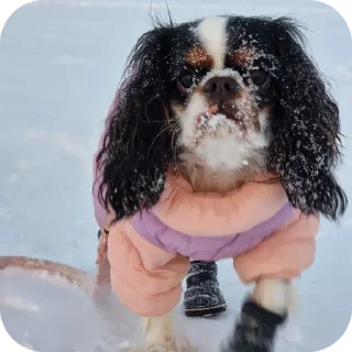 🦸‍♀ emoji Шеллики кинг-чарльз-спаниель Telegram sticker 13 of 120