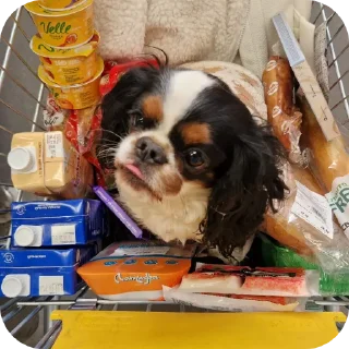 🧀 emoji Шеллики кинг-чарльз-спаниель Telegram sticker 22 of 120
