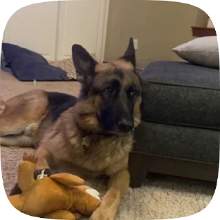 😨 emoji Шабаки овчаркосенберные Telegram sticker 17 of 120