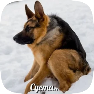 Sticker from Шабаки овчаркосенберные