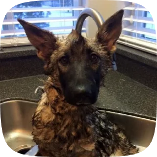 😨 emoji Шабаки овчаркосенберные Telegram sticker 23 of 120