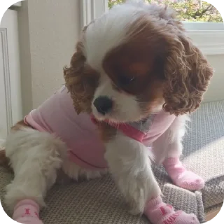 🐶 emoji Шеллики кинг-чарльз-спаниель Telegram sticker 5 of 120