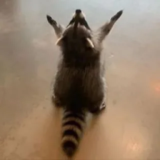 🦝 emoji малыши енотика Telegram sticker 12 of 32