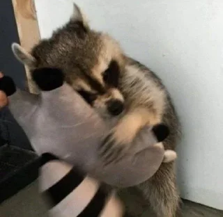 🦝 emoji малыши енотика Telegram sticker 11 of 32