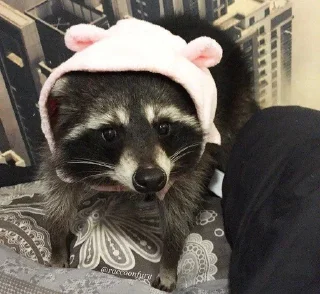 🦝 emoji малыши енотика Telegram sticker 22 of 32