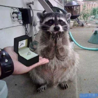 🦝 emoji малыши енотика Telegram sticker 16 of 32