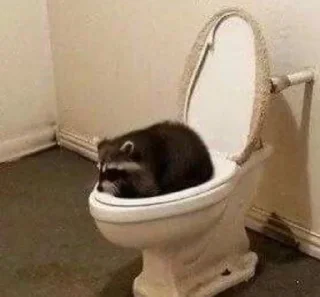 🦝 emoji малыши енотика Telegram sticker 13 of 32